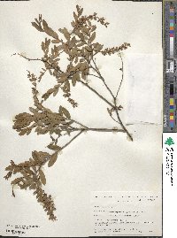 Chamaedaphne calyculata image