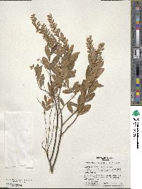 Chamaedaphne calyculata image