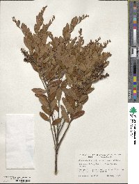 Chamaedaphne calyculata image