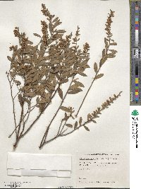 Chamaedaphne calyculata image