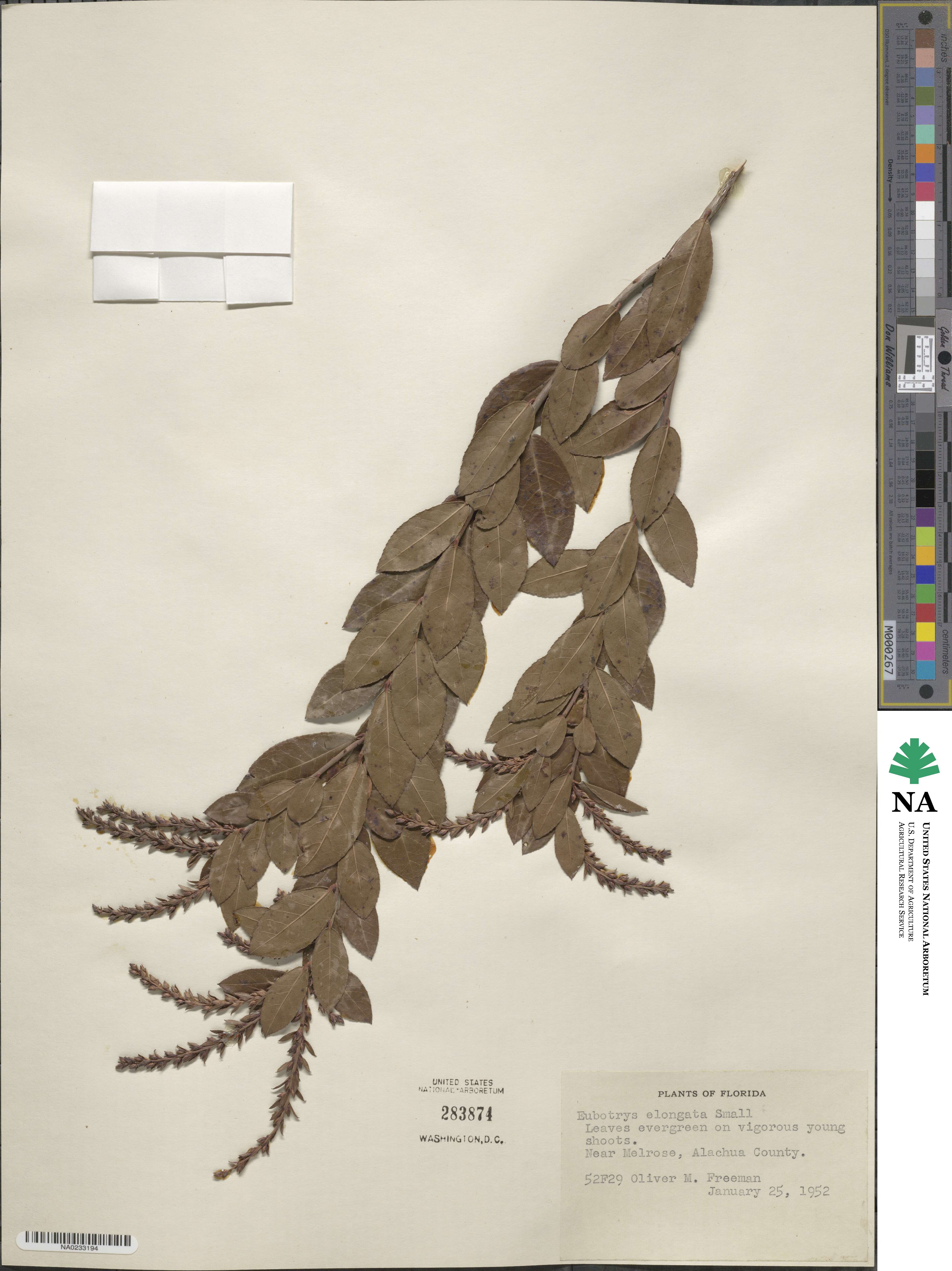 Eubotrys image