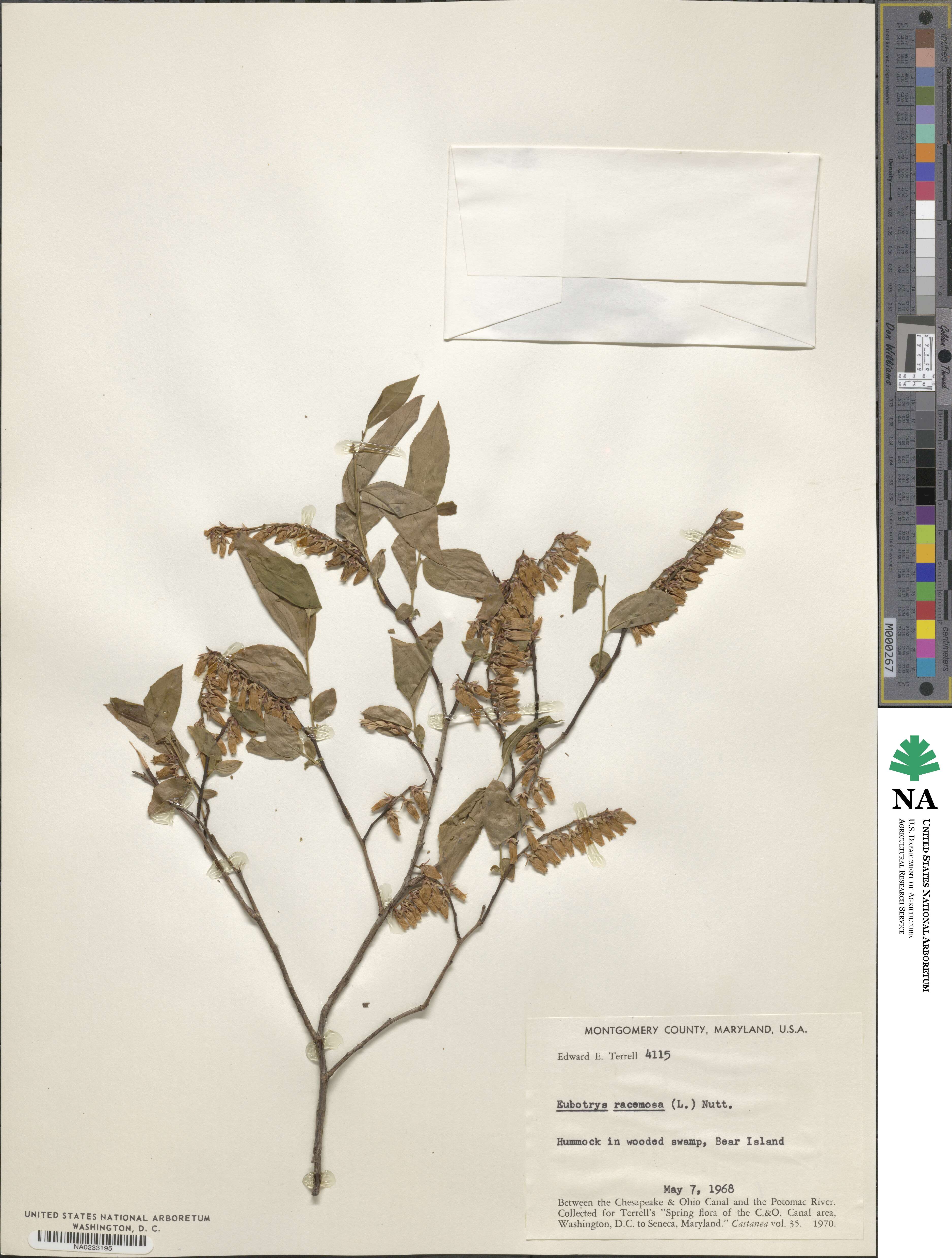 Eubotrys racemosa image