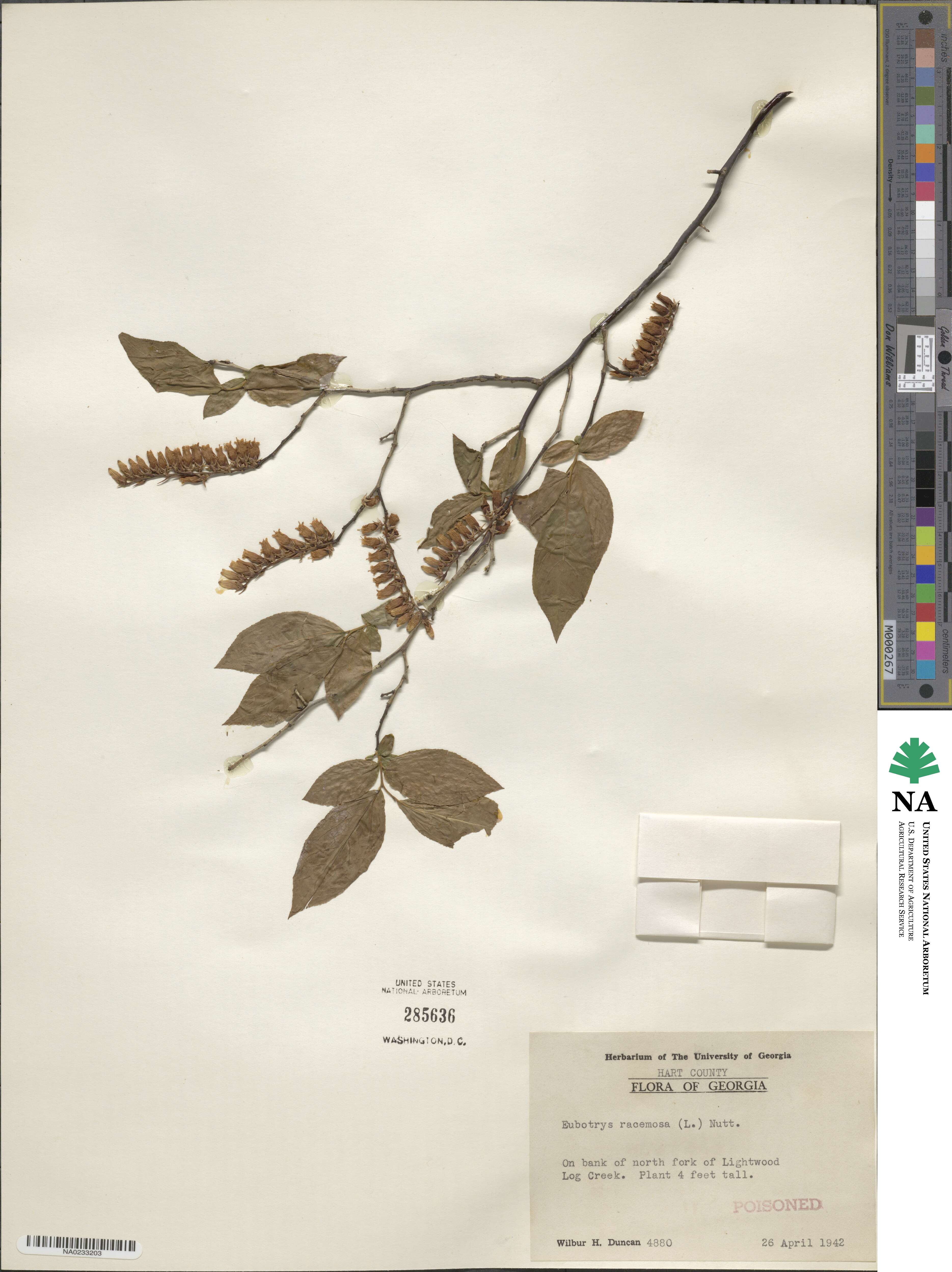Eubotrys racemosa image