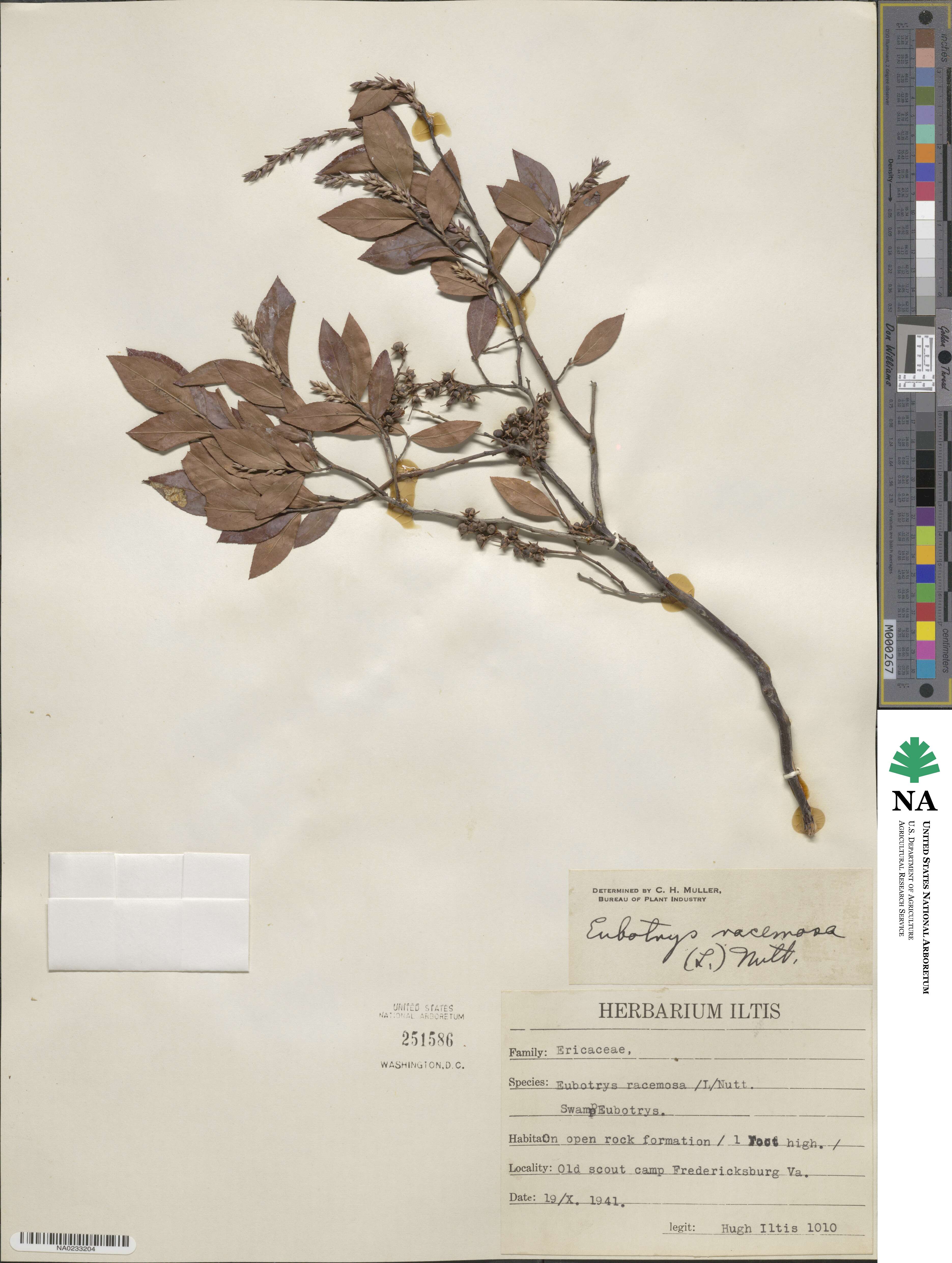 Eubotrys racemosa image