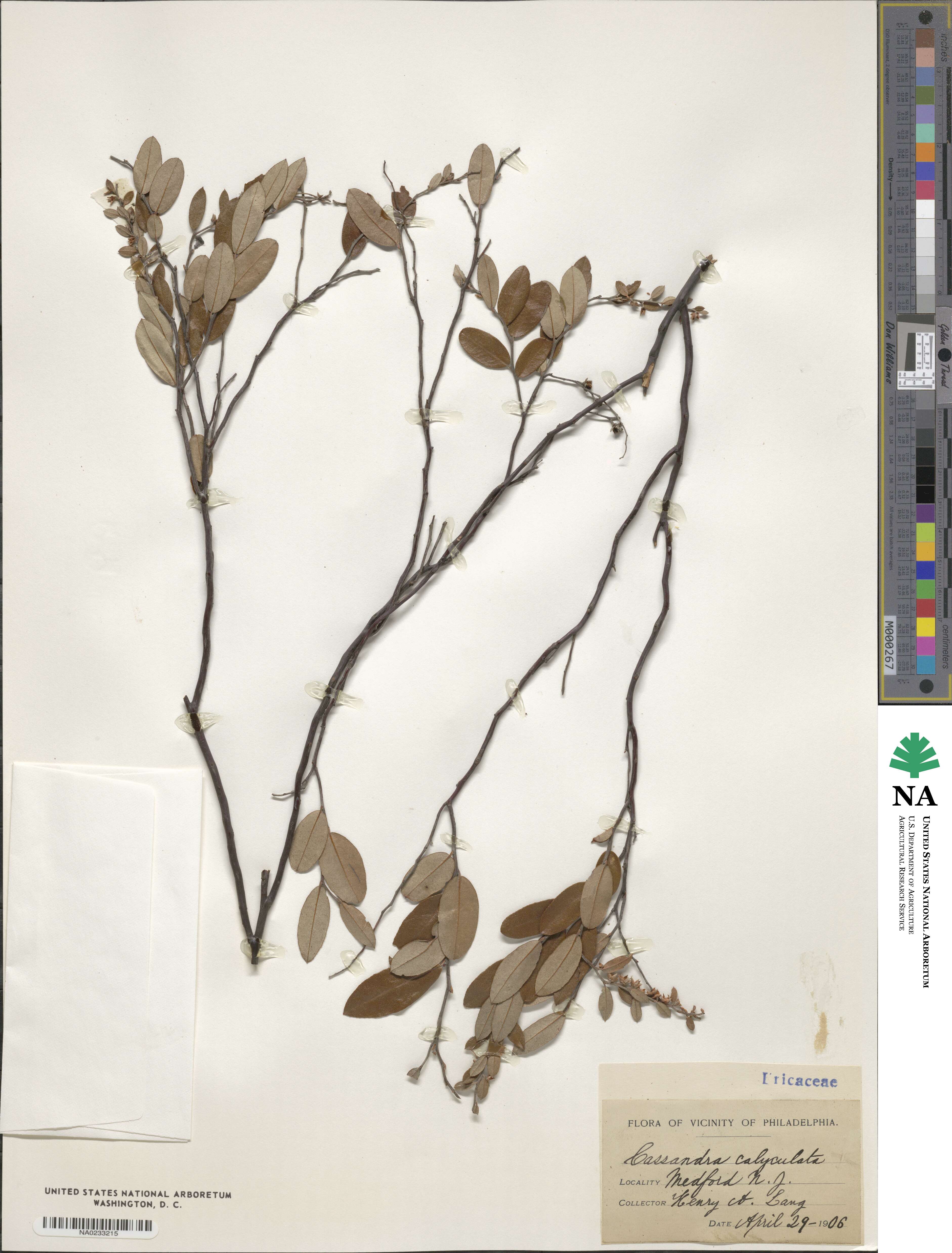 Chamaedaphne calyculata image