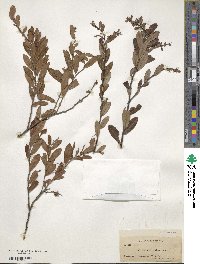 Chamaedaphne calyculata image