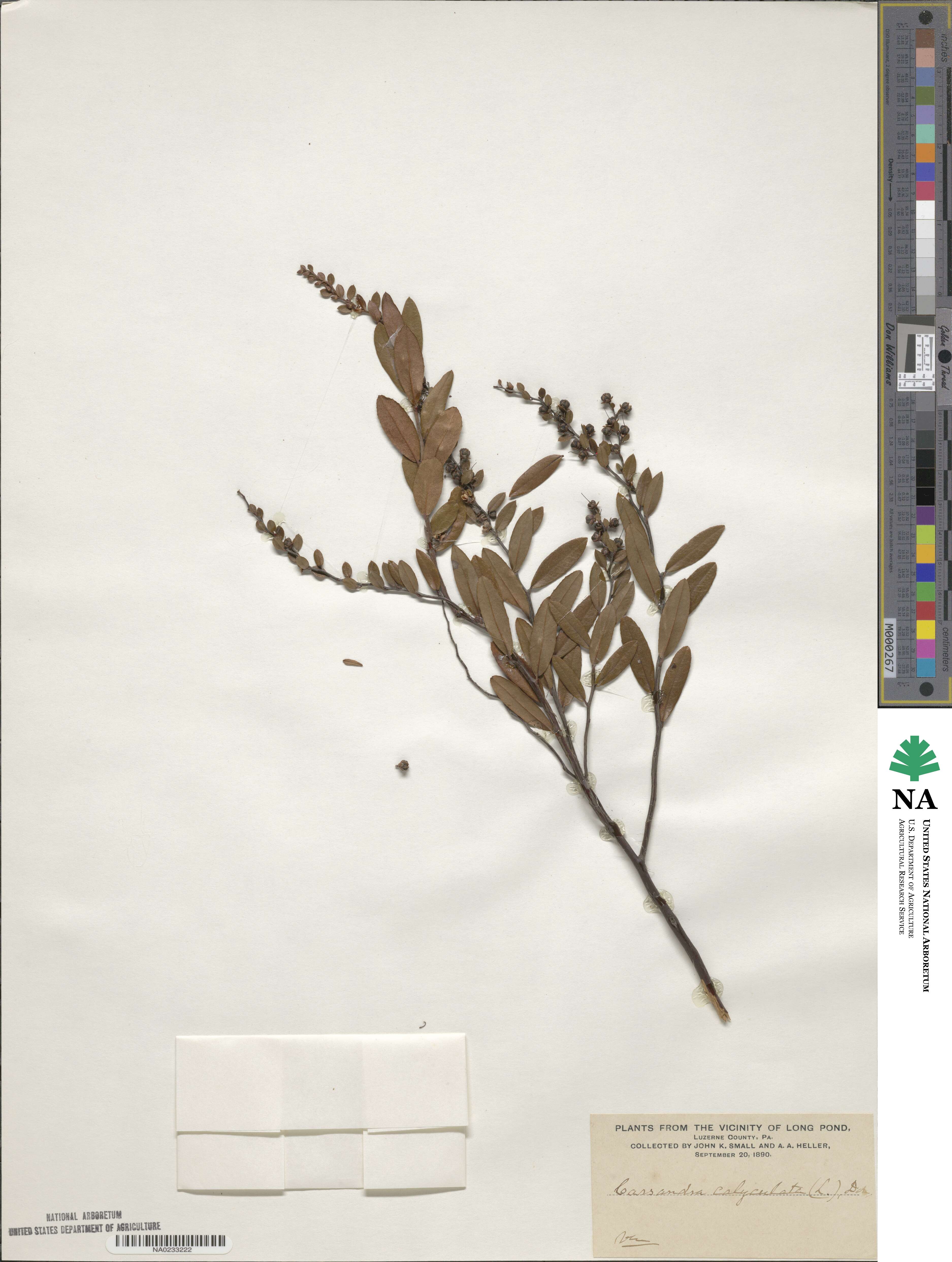 Chamaedaphne calyculata image