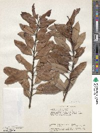 Agarista salicifolia image