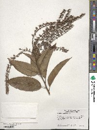 Oxydendrum arboreum image