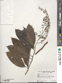 Oxydendrum arboreum image