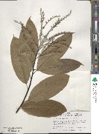 Oxydendrum arboreum image