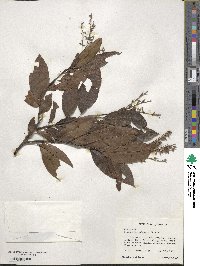 Oxydendrum arboreum image