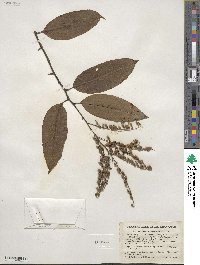 Oxydendrum arboreum image