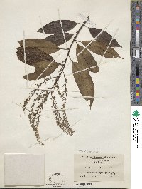 Oxydendrum arboreum image