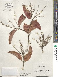 Oxydendrum arboreum image