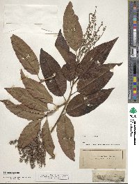 Oxydendrum arboreum image