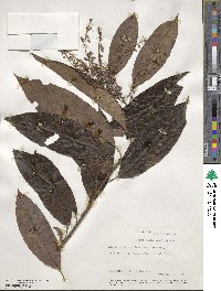 Oxydendrum arboreum image