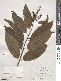 Oxydendrum arboreum image