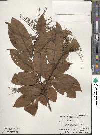 Oxydendrum arboreum image