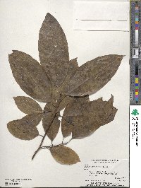 Oxydendrum arboreum image