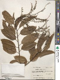 Oxydendrum arboreum image