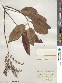 Oxydendrum arboreum image