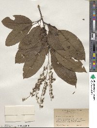 Oxydendrum arboreum image