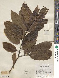 Oxydendrum arboreum image