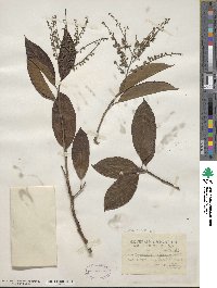 Oxydendrum arboreum image