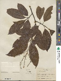 Oxydendrum arboreum image