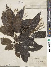 Oxydendrum arboreum image