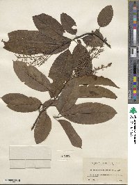 Oxydendrum arboreum image