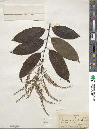 Oxydendrum arboreum image