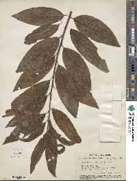 Oxydendrum arboreum image