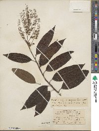 Oxydendrum arboreum image