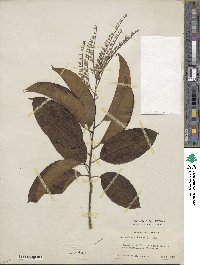 Oxydendrum arboreum image