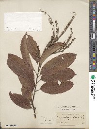 Oxydendrum arboreum image