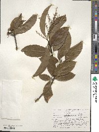 Oxydendrum arboreum image