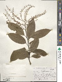 Oxydendrum arboreum image