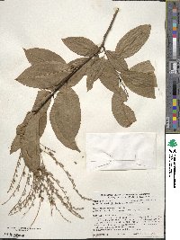 Oxydendrum arboreum image