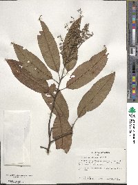 Oxydendrum arboreum image