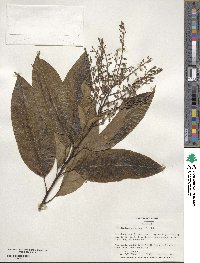 Oxydendrum arboreum image