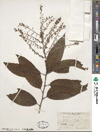 Oxydendrum arboreum image