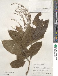 Oxydendrum arboreum image