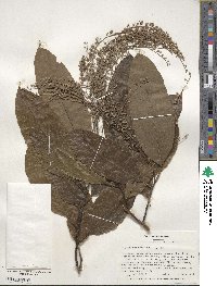 Oxydendrum arboreum image