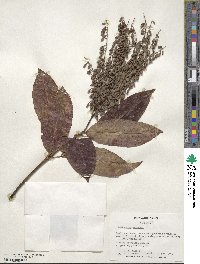 Oxydendrum arboreum image