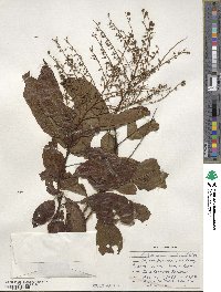 Oxydendrum arboreum image