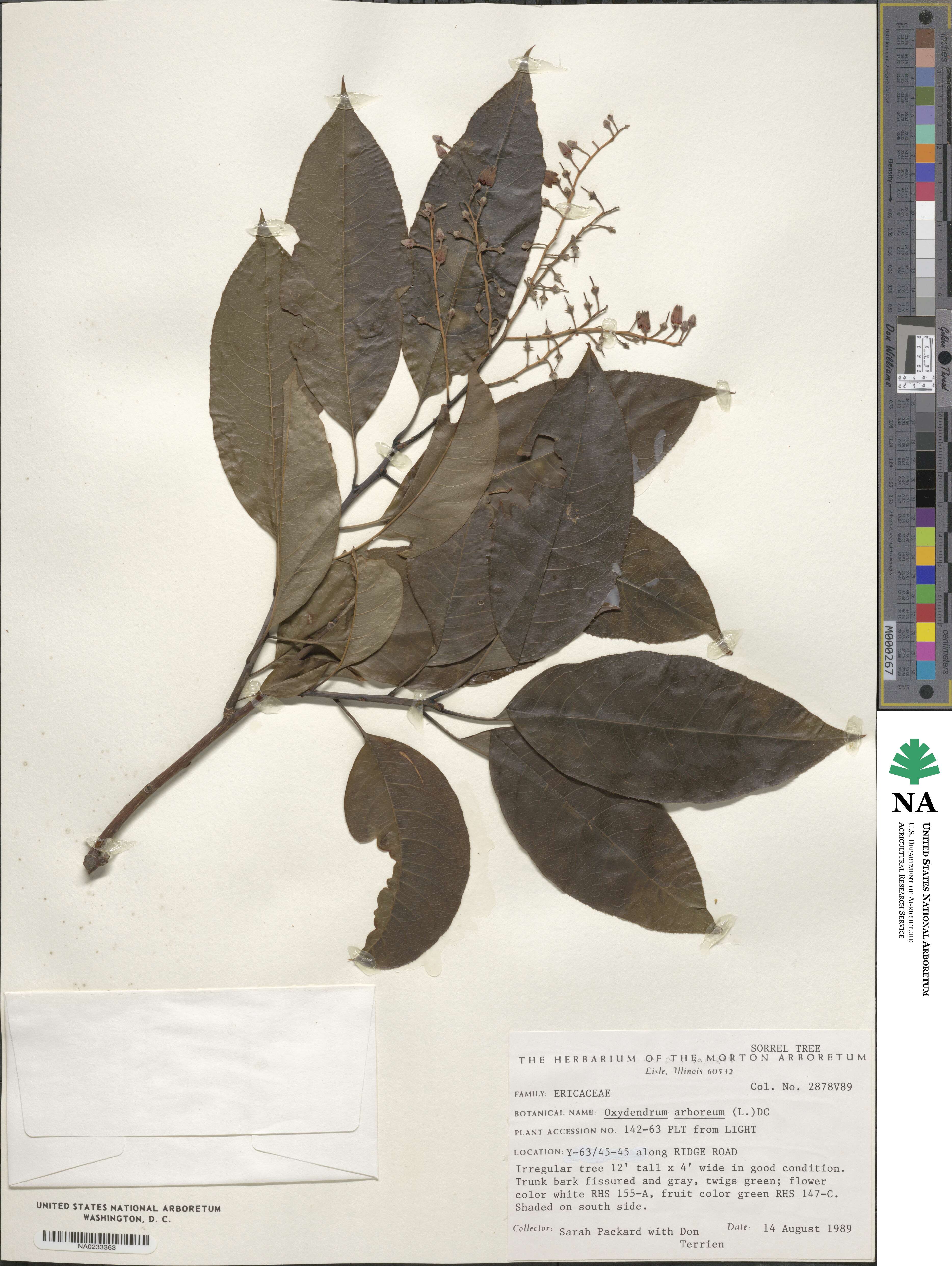 Oxydendrum arboreum image