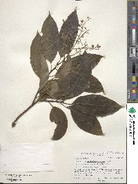 Oxydendrum arboreum image