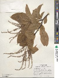 Oxydendrum arboreum image